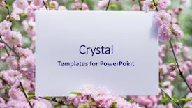  Presentation with paper quilling colorful paper flowers - PPT theme with orchard planting planting designs - paper blank between flowering almond background and a sky blue colored foreground