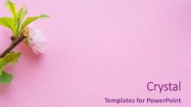  Presentation with purple orchids pink flowers orchid - Slide set enhanced with orchard planting planting designs - pink paper blank flowering almond background and a lemonade colored foreground