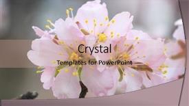  Presentation with spring tree - Slide deck enhanced with orchard planting planting designs - spring almond flower on tree background and a coral colored foreground