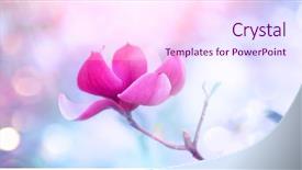  Presentation with tree planting - Cool new presentation design with orchard planting planting designs - spring magnolia blossom background beautiful backdrop and a pink colored foreground