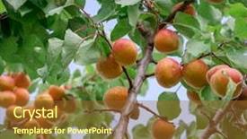  Presentation with rain sky - Presentation design with orchard tree after rain background and a tawny brown colored foreground