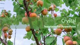  Presentation with rain sky - Presentation theme enhanced with orchard tree after the rain background and a tawny brown colored foreground