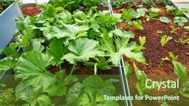  Presentation with orchard - Slide deck consisting of orchard urban garden with several background and a tawny brown colored foreground