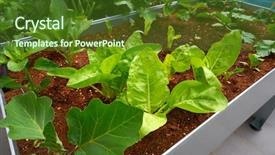  Presentation with orchard - Audience pleasing PPT theme consisting of orchard urban garden with several backdrop and a tawny brown colored foreground