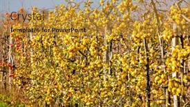  Presentation with czech republic - PPT theme with orchard-with-apples-southern-moravie background and a gold colored foreground