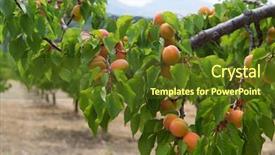  Presentation with orchard - Audience pleasing presentation theme consisting of orchard with many ripe peaches backdrop and a tawny brown colored foreground