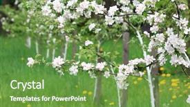  Presentation with orchard - PPT theme featuring orchard background and a seafoam green colored foreground