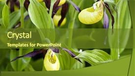  Presentation with steampunk lady - Amazing presentation design having wild orchid - lady's slippers backdrop and a  colored foreground