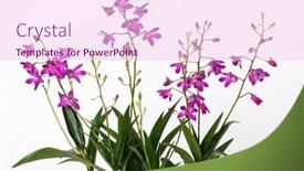  Presentation with beautiful orchid flowers - Slide deck with orchid-dendrobium-berry-oda background and a pink colored foreground