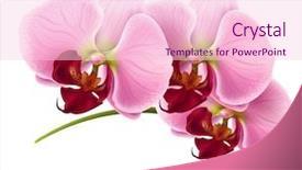 Presentation with orchid - Theme with orchid flower - raster version background and a lemonade colored foreground