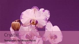  Presentation with blooming flower animated crocus - Slides enhanced with orchid-flower-branch-bloom-included background and a  colored foreground