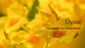  Presentation with tiger orchid close up petal - Cool new theme with orchid flower close up backdrop and a gold colored foreground