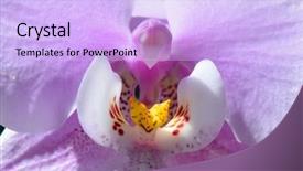  Presentation with wild flower - Presentation theme enhanced with orchid flower close up background and a lavender colored foreground