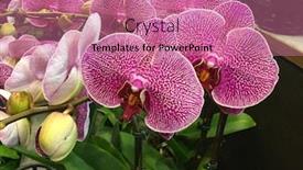  Presentation with orchid - Audience pleasing PPT layouts consisting of orchid-flower-in-orchid-garden backdrop and a coral colored foreground