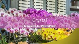  Presentation with orchid - Slide set with orchid-flower-in-orchid-garden background and a  colored foreground