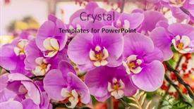  Presentation with orchid - Presentation theme featuring orchid-flower-in-orchid-garden background and a coral colored foreground
