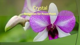  Presentation with beautiful floral border flower design - Beautiful PPT layouts featuring orchid flower in the garden backdrop and a tawny brown colored foreground
