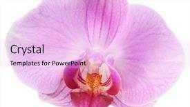  Presentation with orchid - PPT theme with orchid-flower-isolated-on-white background and a lavender colored foreground
