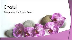  Presentation with orchid - Amazing presentation theme having orchid flower on a topic backdrop and a white colored foreground