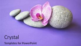  Presentation with orchid - Slide set with orchid flower on a topic background and a light blue colored foreground