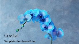  Presentation with blue flower - PPT layouts featuring orchid flower on grey background background and a light blue colored foreground
