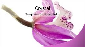  Presentation with orchid - Theme having orchid flower on white background background and a white colored foreground