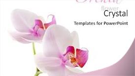  Presentation with orchid - Slides having orchid flower on white background and a white colored foreground