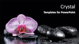  Presentation with zen - Slide set featuring orchid flower with zen stones on black background background and a black colored foreground