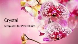  Presentation with orchid - Amazing slide deck having orchid flower backdrop and a lemonade colored foreground