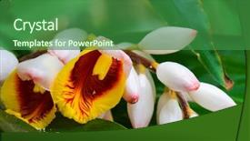  Presentation with wild flower - Slide deck featuring orchid flower background and a forest green colored foreground