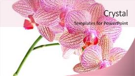 Presentation with orchid - Slide deck with orchid flower background and a coral colored foreground