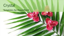  Presentation with palm leaves - Slides having orchid flowers and palm leaves background and a  colored foreground
