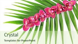  Presentation with palm leaves - Beautiful PPT theme featuring orchid flowers and palm leaves backdrop and a soft green colored foreground