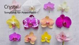  Presentation with purple orchids pink flowers orchid - PPT layouts enhanced with spa purple colour - orchid flowers collection colorful flower background and a light gray colored foreground