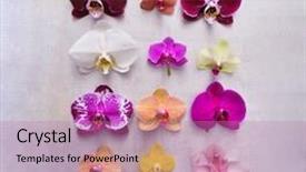  Presentation with purple orchids pink flowers orchid - Audience pleasing slide deck consisting of spa purple colour - orchid flowers collection colorful flower backdrop and a coral colored foreground
