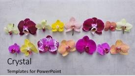  Presentation with colorful flower - PPT theme featuring spa purple colour - orchid flowers collection colorful flower background and a light gray colored foreground