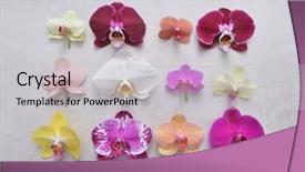 Presentation with purple orchids pink flowers orchid - PPT theme with spa purple colour - orchid flowers collection colorful flower background and a light gray colored foreground