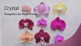  Presentation with flower border colorful made - Presentation theme enhanced with spa purple colour - orchid flowers collection colorful flower background and a light gray colored foreground