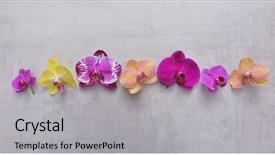  Presentation with purple orchids pink flowers orchid - Presentation theme with spa purple colour - orchid flowers collection colorful flower background and a light gray colored foreground