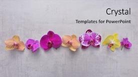  Presentation with colorful flower - Theme featuring spa purple colour - orchid flowers collection colorful flower background and a light gray colored foreground