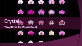  Presentation with purple orchids pink flowers orchid - Theme consisting of spa purple colour - orchid flowers collection colorful flower background and a violet colored foreground