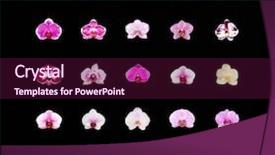  Presentation with purple orchids pink flowers orchid - Beautiful slide set featuring spa purple colour - orchid flowers collection colorful flower backdrop and a wine colored foreground