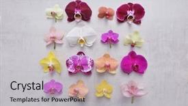  Presentation with purple orchids pink flowers orchid - Cool new presentation design with spa purple colour - orchid flowers collection colorful flower backdrop and a light gray colored foreground