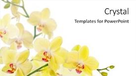  Presentation with white flowers - Cool new presentation with orchid flowers isolated on white backdrop and a white colored foreground