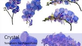  Presentation with set flowers tagetes patula - Beautiful PPT theme featuring orchid flowers isolated on white backdrop and a light blue colored foreground