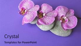  Presentation with beautiful orchid flowers - Audience pleasing slide set consisting of orchid flowers on a topic backdrop and a light blue colored foreground