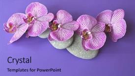  Presentation with beautiful orchid flowers - PPT layouts having orchid flowers on a topic background and a light blue colored foreground