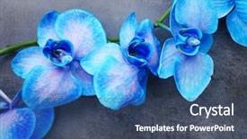  Presentation with beautiful orchid flowers - Theme having orchid flowers on grey background background and a  colored foreground