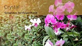  Presentation with beautiful nature - Colorful slides enhanced with orchid-flowers-on-sunny-beautiful backdrop and a gold colored foreground