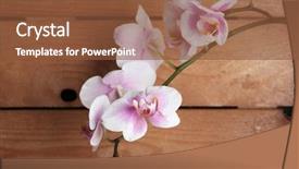  Presentation with beautiful orchid flowers - Theme consisting of orchid flowers on wooden background background and a tawny brown colored foreground